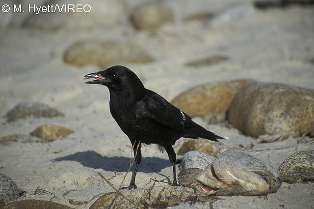 American Crow h02-4-283.jpg